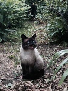 %e3%83%95%e3%82%a1%e3%82%a4%e3%83%ab_000-1