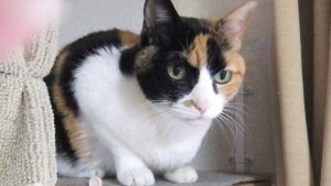 %e3%83%95%e3%82%a1%e3%82%a4%e3%83%ab_000