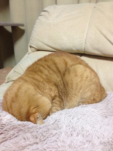 %e3%83%95%e3%82%a1%e3%82%a4%e3%83%ab_001