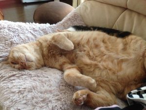 %e3%83%95%e3%82%a1%e3%82%a4%e3%83%ab_007